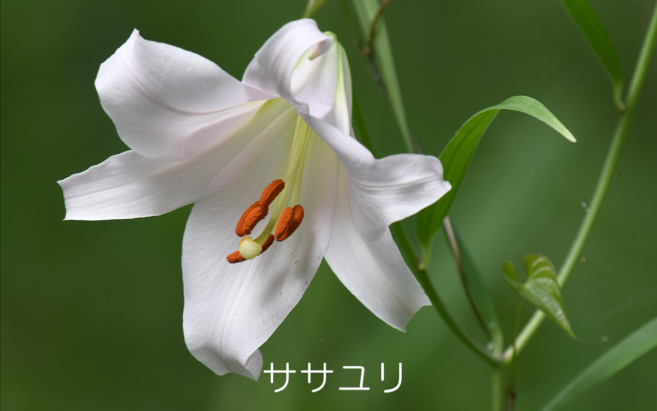 ささゆり